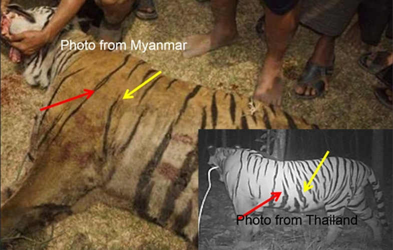 myanmar tiger comparison